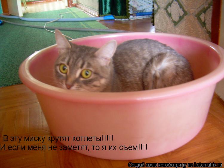 В эту миску крутят котлеты!!!!! И если меня не заметят, то я их съем!!!!... Котоматрица: В эту миску крутят котлеты!!!!! И если меня не заметят, то я их съем!!!!