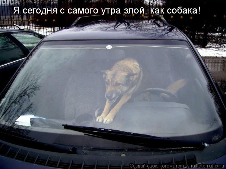 Я сегодня с самого утра злой, как собака!... Котоматрица: Я сегодня с самого утра злой, как собака!