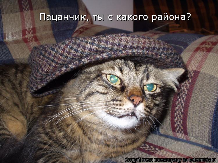 Пацанчик, ты с какого района?... Котоматрица: Пацанчик, ты с какого района?