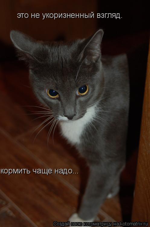 это не укоризненный взгляд. кормить чаще надо...... Котоматрица: это не укоризненный взгляд. кормить чаще надо...