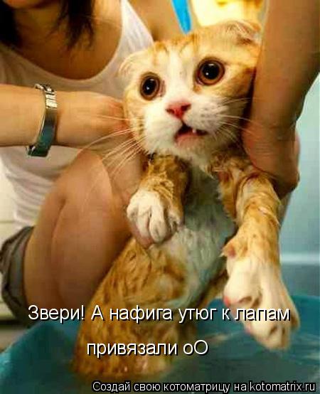 Звери! А нафига утюг к лапам привязали оО... Котоматрица: Звери! А нафига утюг к лапам привязали оО