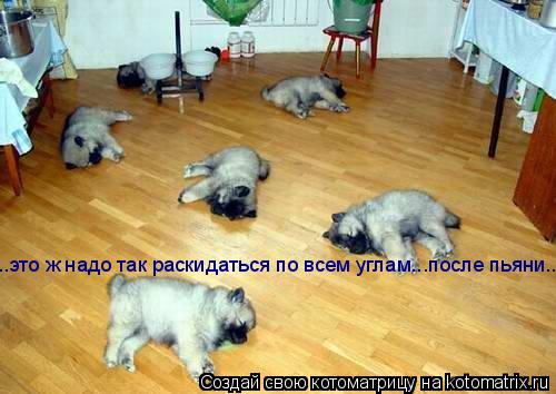 ..это ж надо так раскидаться по всем углам...после пьяни....... Котоматрица: ..это ж надо так раскидаться по всем углам...после пьяни....