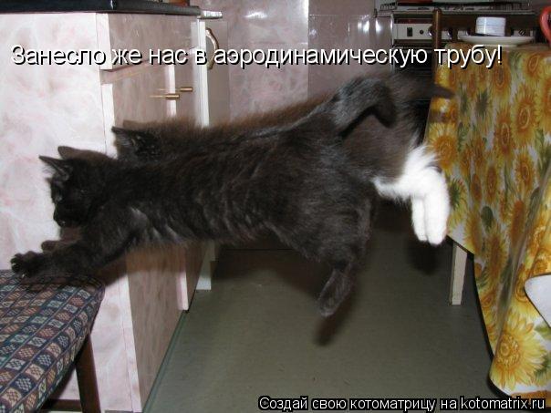 Занесло же нас в аэродинамическую трубу!... Котоматрица: Занесло же нас в аэродинамическую трубу!