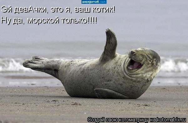 Эй девАчки, это я, ваш котик! Ну да, морской только!!!!... Котоматрица: Эй девАчки, это я, ваш котик! Ну да, морской только!!!!