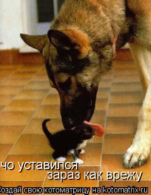 чо уставился зараз как врежу... Котоматрица: чо уставился зараз как врежу