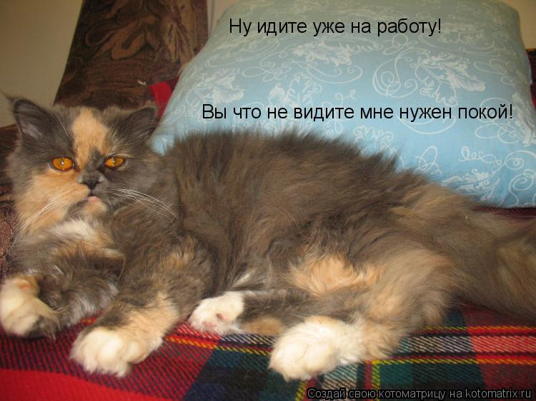 Ну идите уже на работу! Вы что не видите мне нужен покой!... Котоматрица: Ну идите уже на работу! Вы что не видите мне нужен покой!