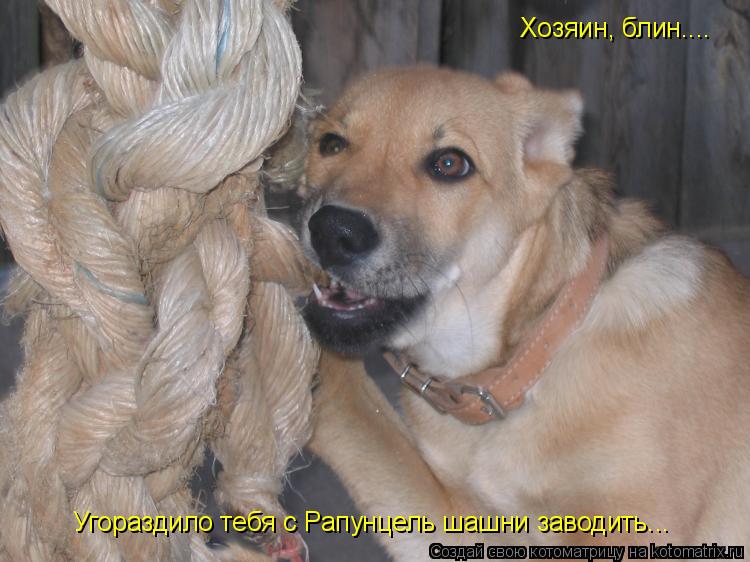Хозяин, блин.... Угораздило тебя с Рапунцель шашни заводить...... Котоматрица: Хозяин, блин.... Угораздило тебя с Рапунцель шашни заводить...