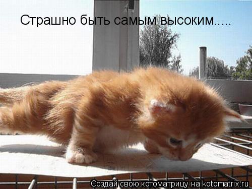 Страшно быть самым высоким........ Котоматрица: Страшно быть самым высоким.....