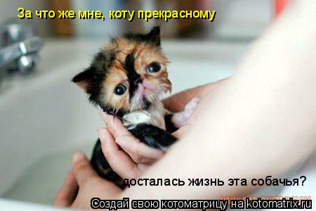 За что же мне, коту прекрасному досталась жизнь эта собачья?... Котоматрица: За что же мне, коту прекрасному досталась жизнь эта собачья?