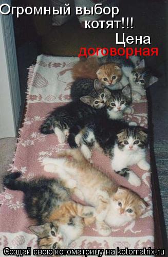Огромный выбоp котят!!! Цена договорная... Котоматрица: Огромный выбоp котят!!! Цена договорная