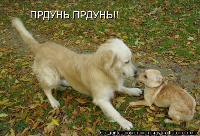 ПРДУНЬ–ПРДУНЬ!!... Котоматрица: ПРДУНЬ–ПРДУНЬ!!