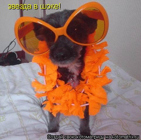 звезда в шоке!... Котоматрица: звезда в шоке!