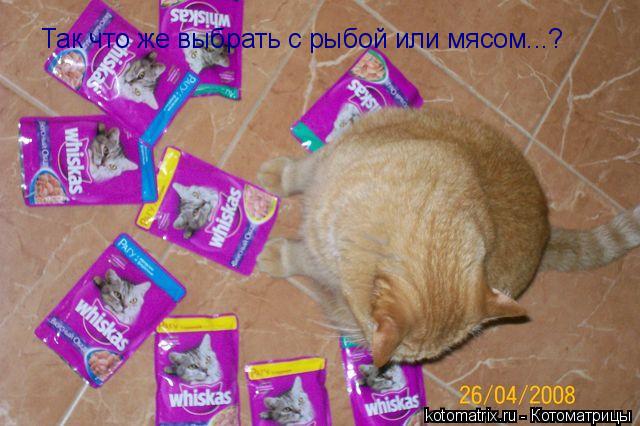 Так что же выбрать с рыбой или мясом...?... Котоматрица: Так что же выбрать с рыбой или мясом...?