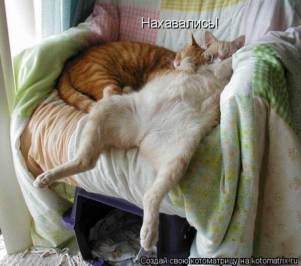 Нахавались!... Котоматрица: Нахавались!
