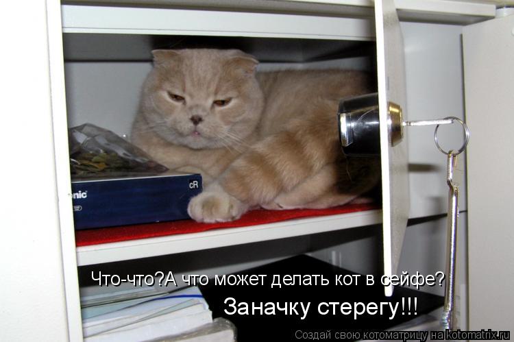 Что-что?А что может делать кот в сейфе? Заначку стерегу!!!... Котоматрица: Что-что?А что может делать кот в сейфе? Заначку стерегу!!!