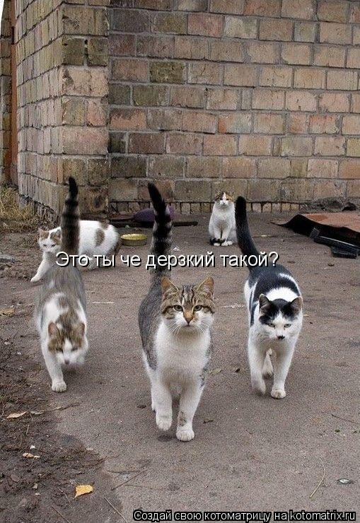 Это ты че дерзкий такой?... Котоматрица: Это ты че дерзкий такой?