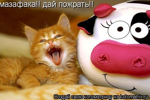 мазафака!! дай пожрать!!... Котоматрица: мазафака!! дай пожрать!!