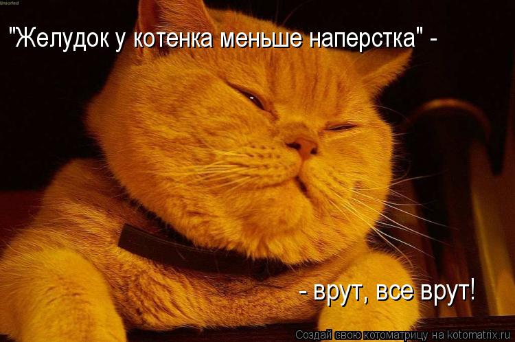 "Желудок у котенка меньше наперстка" - - врут, все врут!... Котоматрица: "Желудок у котенка меньше наперстка" - - врут, все врут!