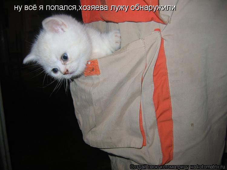 ну всё я попался,хозяева лужу обнаружили... Котоматрица: ну всё я попался,хозяева лужу обнаружили