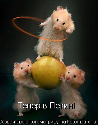 Тепер в Пекин!... Котоматрица: Тепер в Пекин!