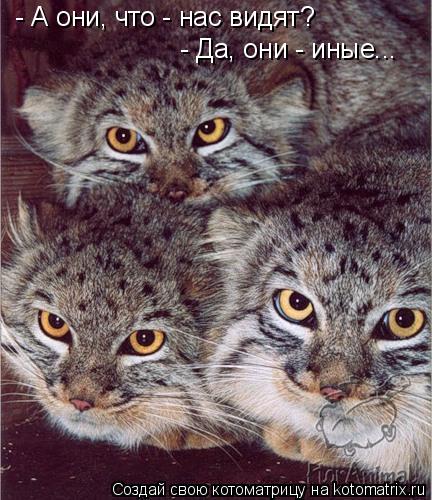 - А они, что - нас видят? - Да, они - иные...... Котоматрица: - А они, что - нас видят? - Да, они - иные...