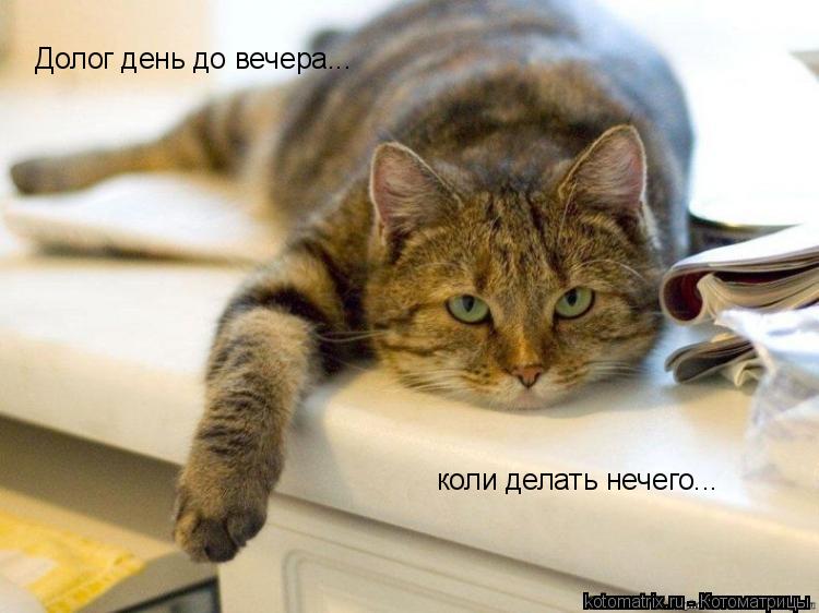 Долог день до вечера... коли делать нечего...... Котоматрица: Долог день до вечера... коли делать нечего...