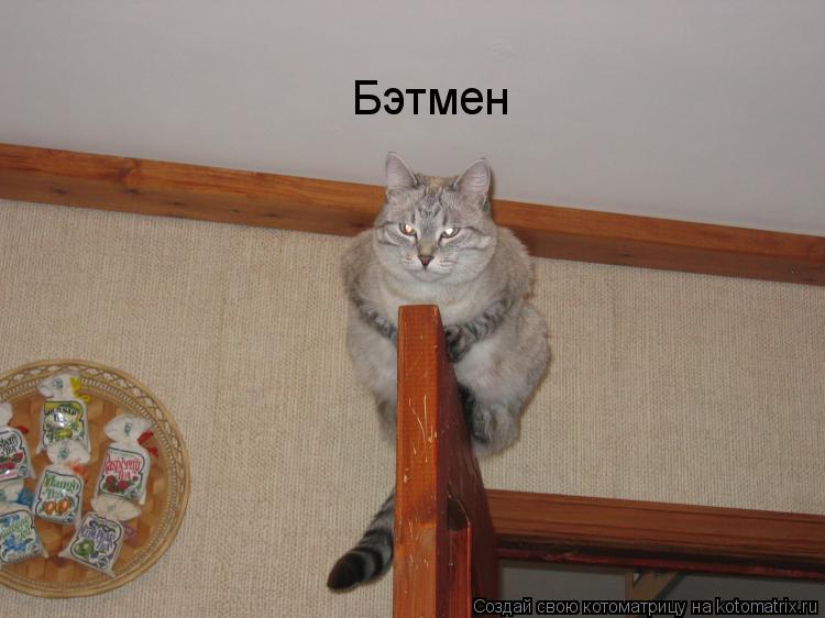 Котоматрица: Бэтмен