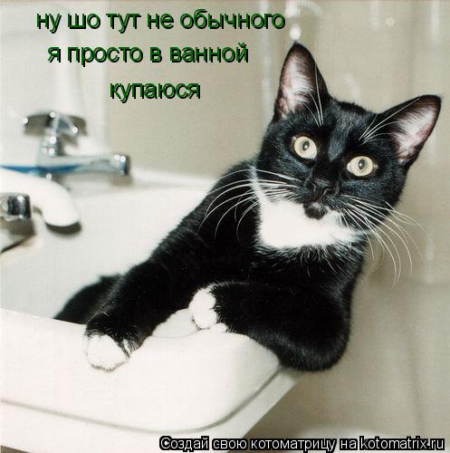 ну шо тут не обычного я просто в ванной купаюся... Котоматрица: ну шо тут не обычного я просто в ванной купаюся