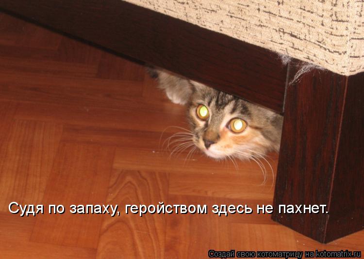 Судя по запаху, геройством здесь не пахнет.... Котоматрица: Судя по запаху, геройством здесь не пахнет.