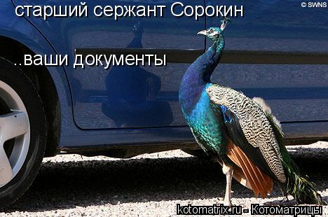Котоматрица: старший сержант Сорокин ..ваши документы