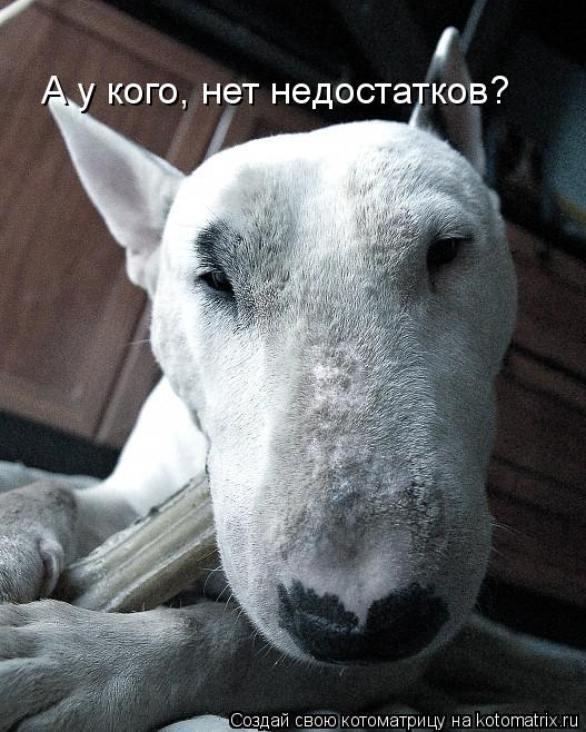Котоматрица: А у кого, нет недостатков?