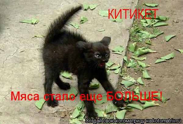 КИТИКЕТ Мяса стало еще БОЛЬШЕ!... Котоматрица: КИТИКЕТ Мяса стало еще БОЛЬШЕ!