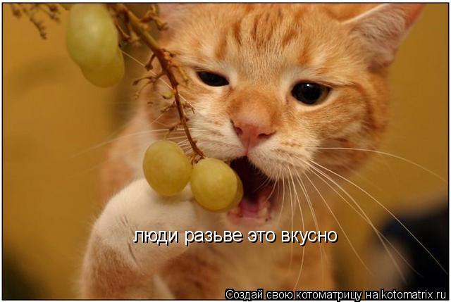 Котоматрица: люди разьве это вкусно