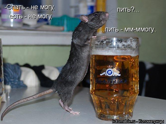 Котоматрица: -Спать - не могу, есть - не могу, пить?... ..пить - мм-ммогу..