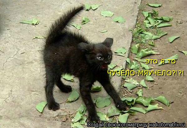 Котоматрица: ЧУЧЕЛО-МЯУЧЕЛО?!?! это я то
