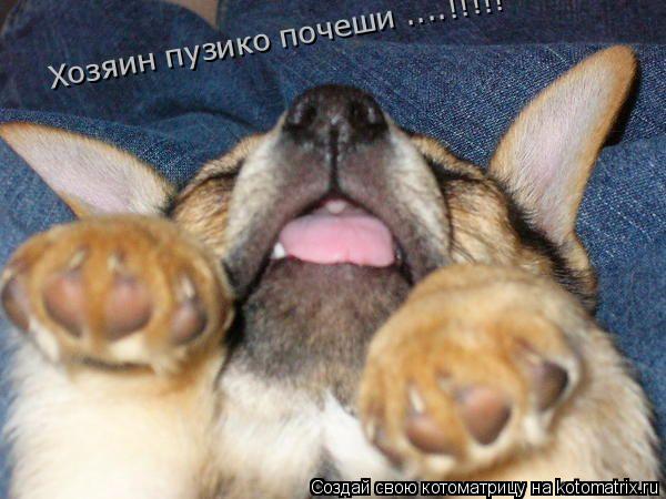Хозяин пузико почеши ....!!!!!... Котоматрица: Хозяин пузико почеши ....!!!!!