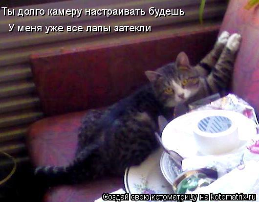 Ты долго камеру настраивать будешь У меня уже все лапы затекли... Котоматрица: Ты долго камеру настраивать будешь У меня уже все лапы затекли