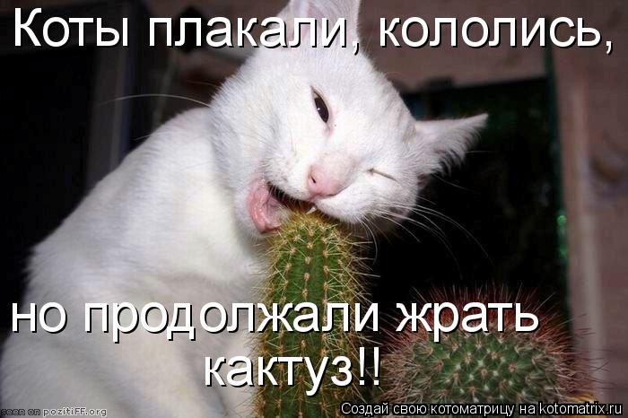 Коты плакали, кололись, но продолжали жрать кактуз!!... Котоматрица: Коты плакали, кололись, но продолжали жрать кактуз!!