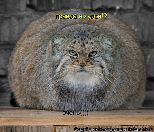 Котоматрица: правда я худой!? очень((((