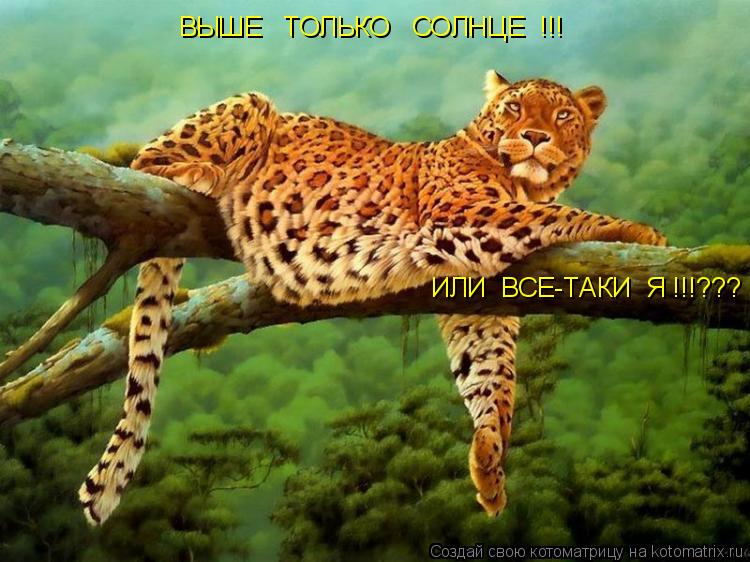 ВЫШЕ ТОЛЬКО СОЛНЦЕ !!! ИЛИ ВСЕ-ТАКИ Я !!!???... Котоматрица: ВЫШЕ ТОЛЬКО СОЛНЦЕ !!! ИЛИ ВСЕ-ТАКИ Я !!!???