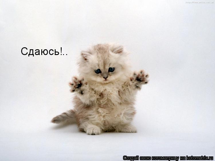 Сдаюсь!..... Котоматрица: Сдаюсь!..