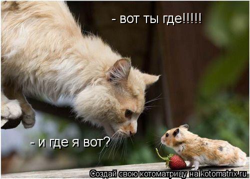 - вот ты где!!!!! - и где я вот?... Котоматрица: - вот ты где!!!!! - и где я вот?