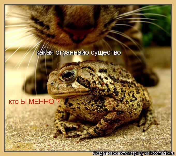 какая страннайо существо кто Ы МЕННО ?... Котоматрица: какая страннайо существо кто Ы МЕННО ?