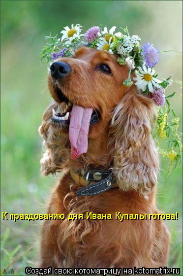 К праздованию дня Ивана Купалы готова!... Котоматрица: К праздованию дня Ивана Купалы готова!