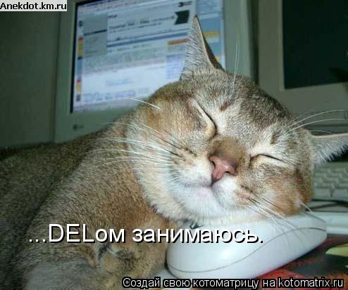 Котоматрица: ...DELом занимаюсь.