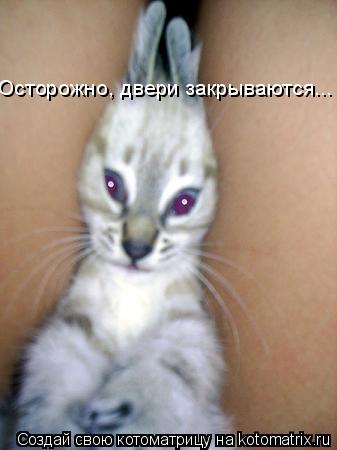 Осторожно, двери закрываются...... Котоматрица: Осторожно, двери закрываются...
