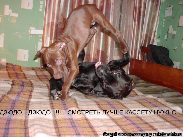 ДЗЮДО... ДЗЮДО...!!! СМОТРЕТЬ ЛУЧШЕ КАССЕТУ НУЖНО !!!... Котоматрица: ДЗЮДО... ДЗЮДО...!!! СМОТРЕТЬ ЛУЧШЕ КАССЕТУ НУЖНО !!!