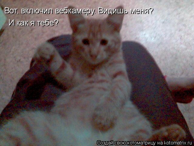 Котоматрица: Вот, включил вебкамеру. Видишь меня? И как я тебе?