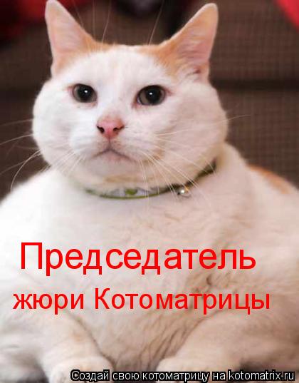 Председатель жюри Котоматрицы... Котоматрица: Председатель жюри Котоматрицы