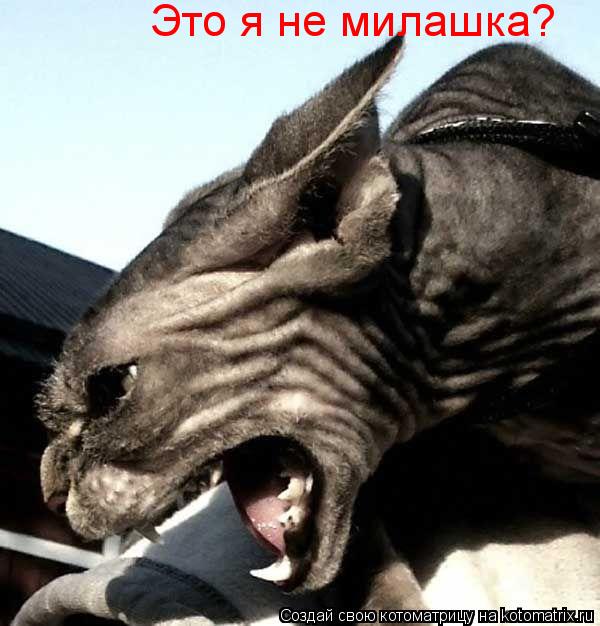 Это я не милашка?... Котоматрица: Это я не милашка?